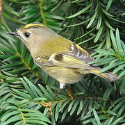 Goldcrest