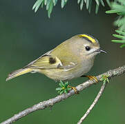 Goldcrest