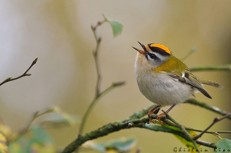 Common Firecrest male First year