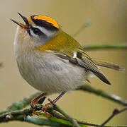 Common Firecrest