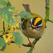 Common Firecrest