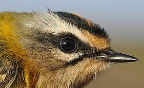 Common Firecrest