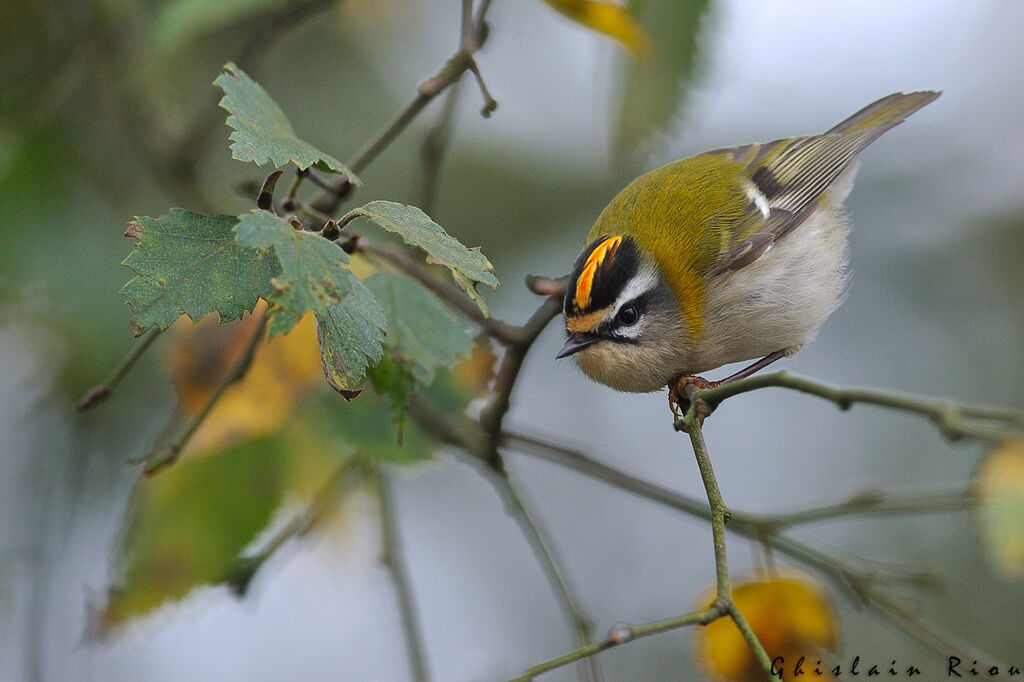 Common Firecrest male First year