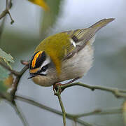 Common Firecrest