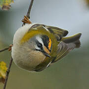 Common Firecrest