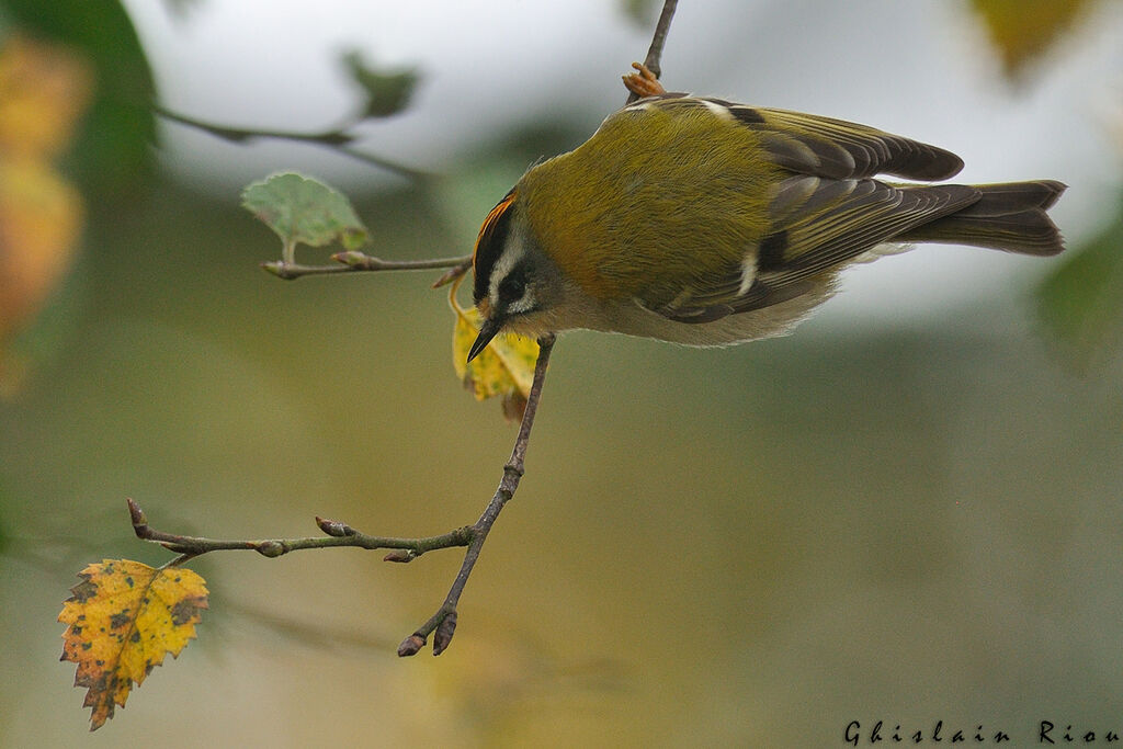 Common Firecrest male First year