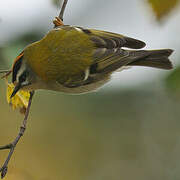 Common Firecrest