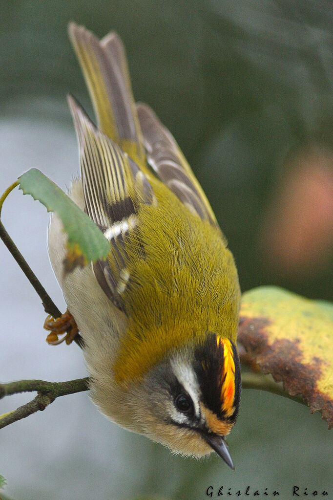 Common Firecrest male First year