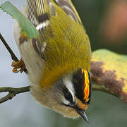 Common Firecrest