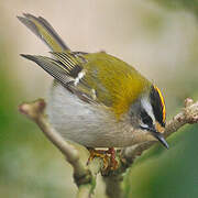 Common Firecrest