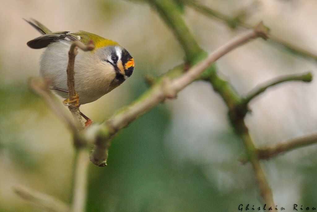 Common Firecrest male First year