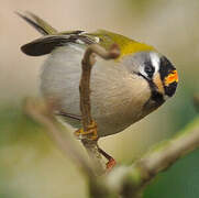 Common Firecrest