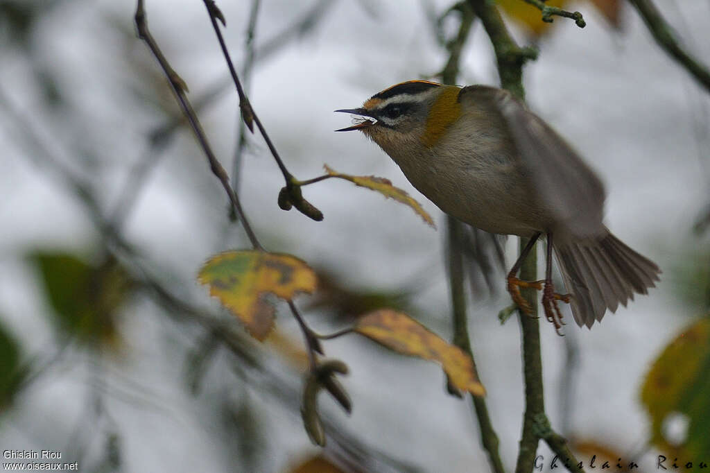 Common Firecrest male, fishing/hunting, eats, Behaviour