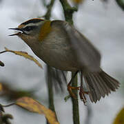 Common Firecrest