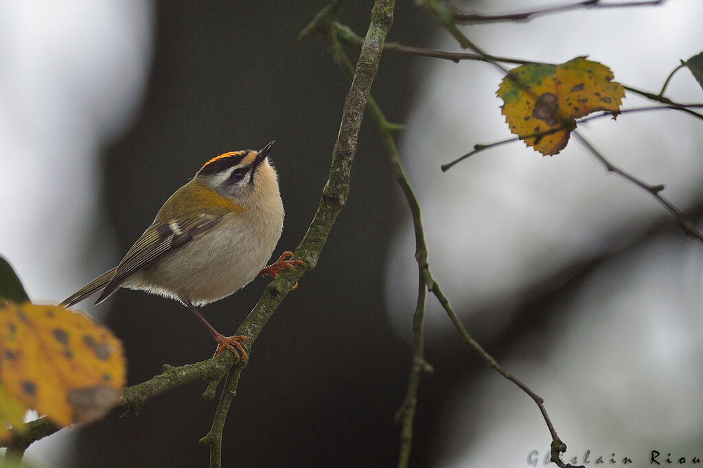 Common Firecrest male First year