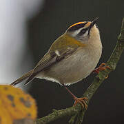 Common Firecrest