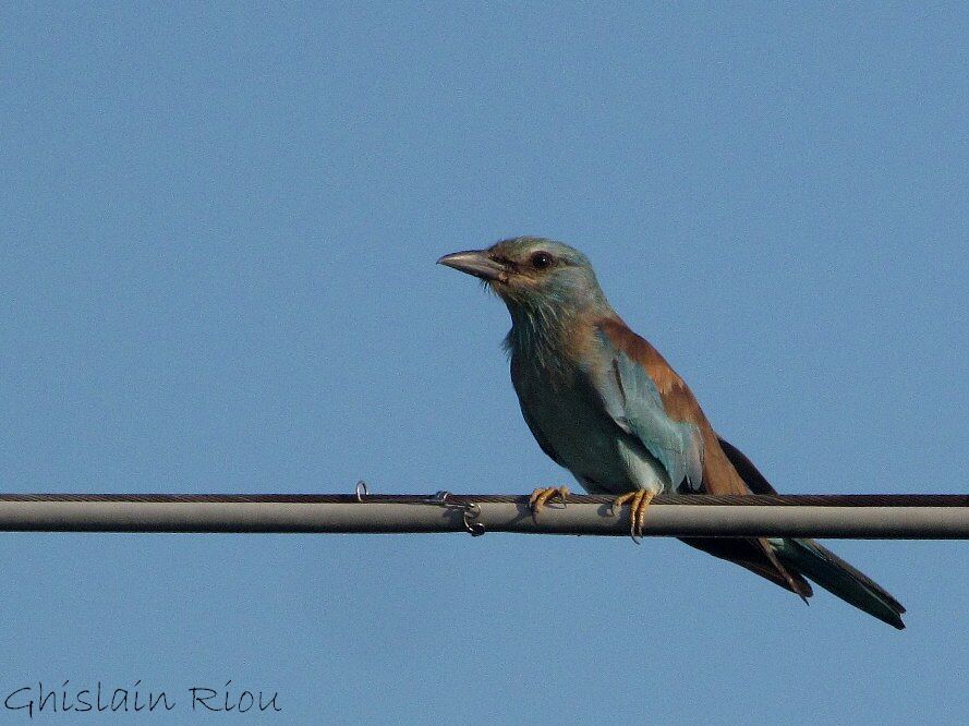 European Rolleradult