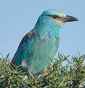 European Roller