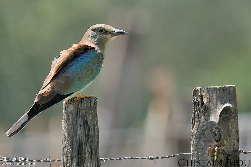 Rollier d'Europeimmature, identification