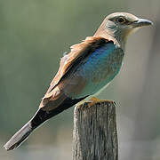 European Roller