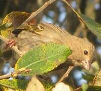 Common Rosefinch