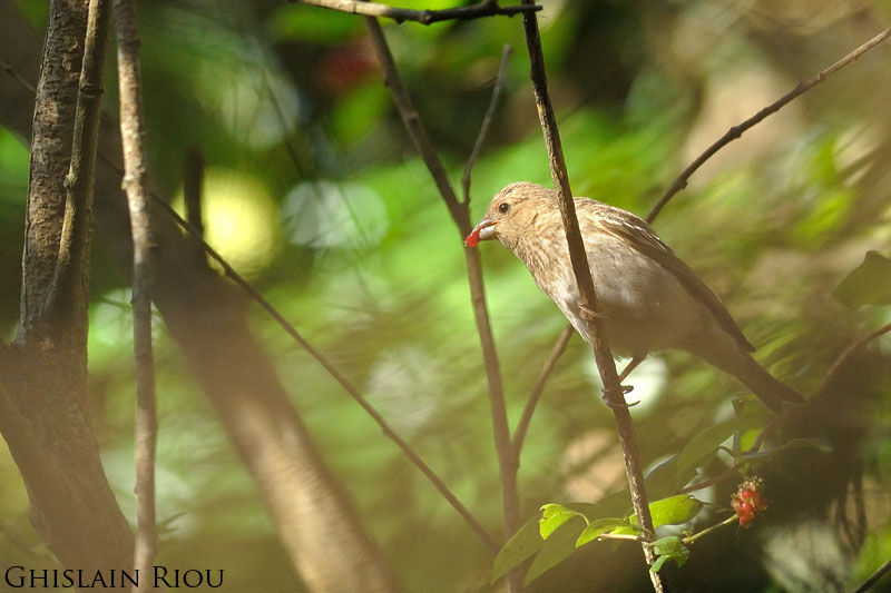 Common Rosefinch