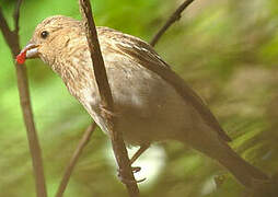 Common Rosefinch