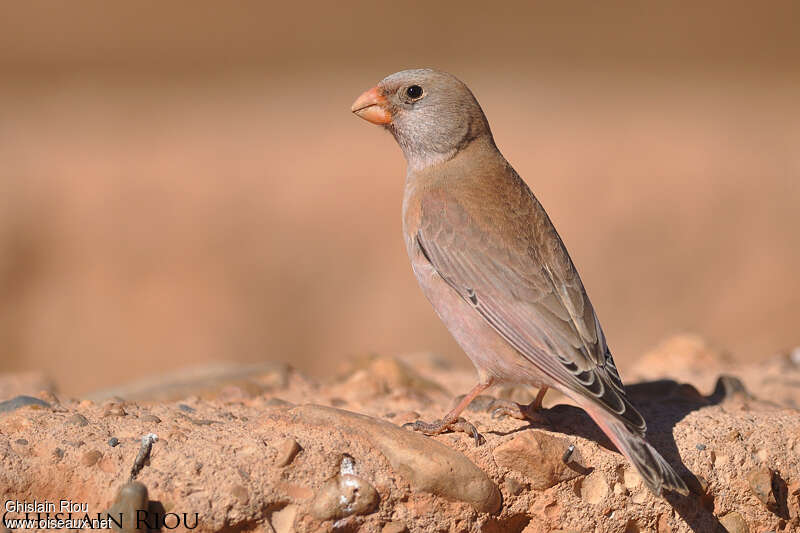 Trumpeter Finch male adult post breeding, identification