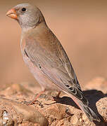 Trumpeter Finch