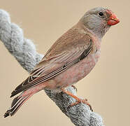 Trumpeter Finch