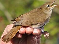 Common Nightingale