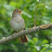 Common Nightingale