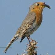 European Robin