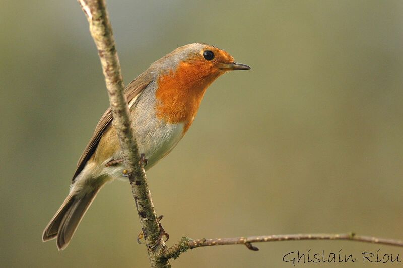 European Robin