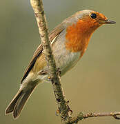 European Robin