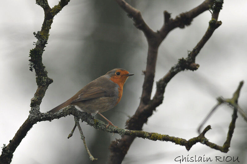 European Robin