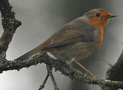 European Robin