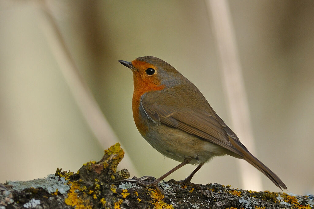 European Robin