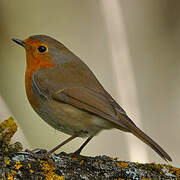 European Robin