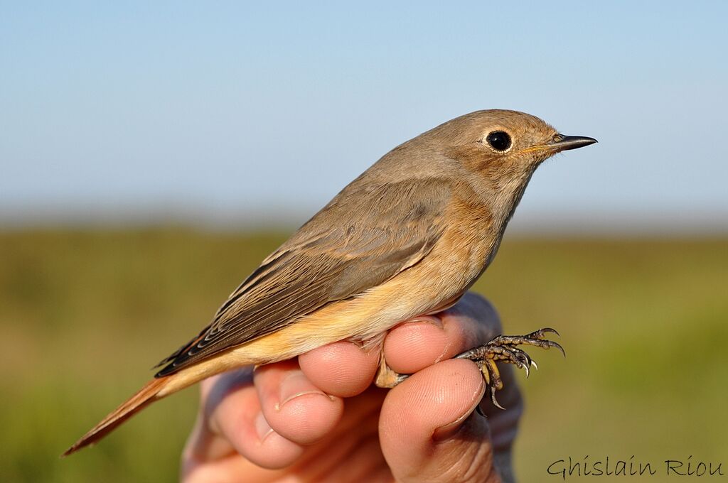 Common Redstart female First year