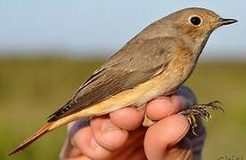 Common Redstart