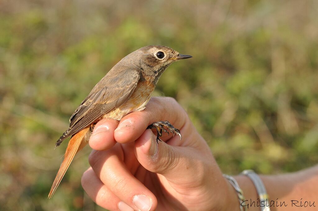 Common Redstart male First year