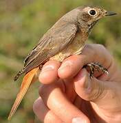 Common Redstart