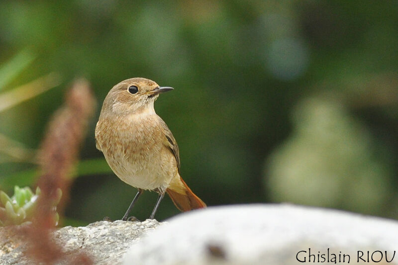 Common Redstart