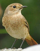 Common Redstart