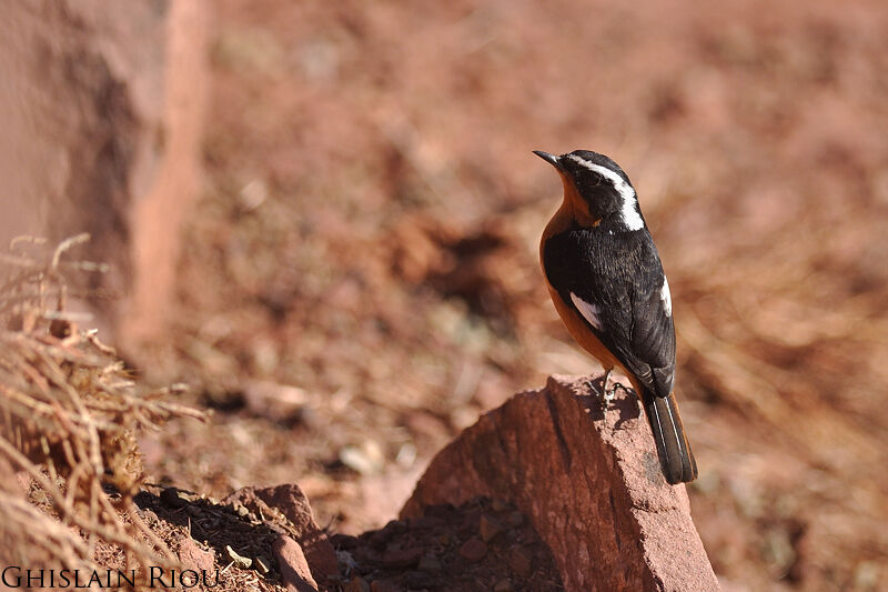 Moussier's Redstart male