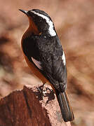 Moussier's Redstart