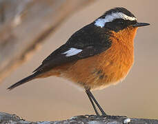 Moussier's Redstart