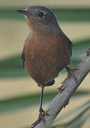 Moussier's Redstart