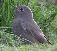 Black Redstart